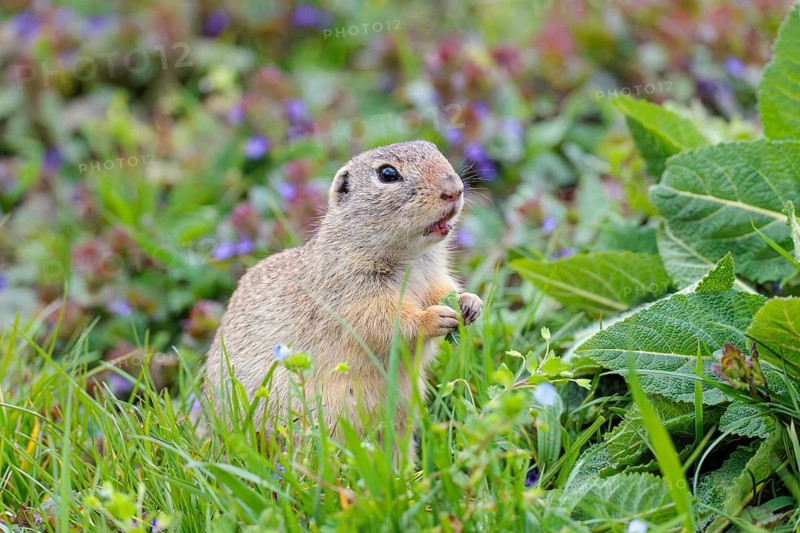 An adult ground squirrel (Spermophilus citellus) eats leaves and flowers on a cloudy day in a green meadow with tall vegetation. Austria