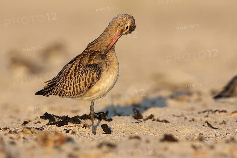Bar-tailed Godwit (Limosa lapponica), Schleswig-Holstein, Germany