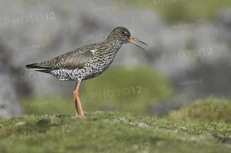 Common Redshank (Tringa totanus), Iceland
