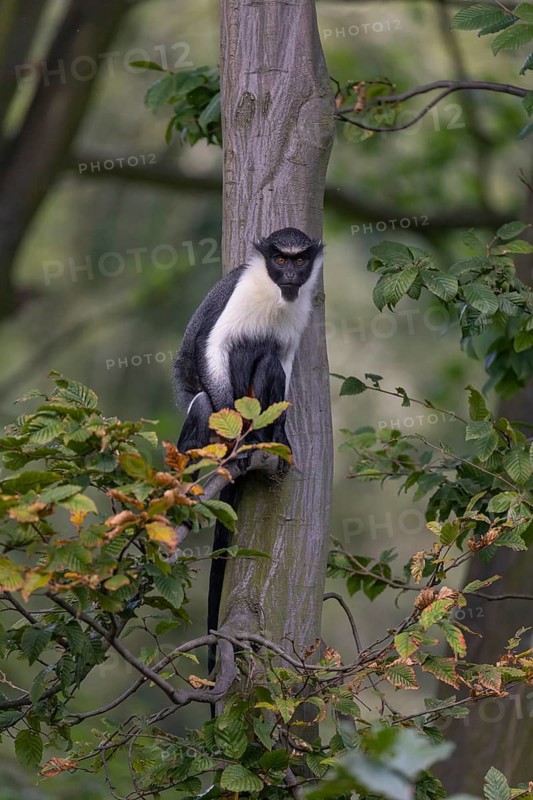 One adult Diana monkey (Cercopithecus diana) sitting on a branch of a tree looking around. A forest in the background