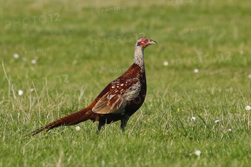 Common Pheasant (Phasianus colchicus), Schleswig-Holstein, Germany