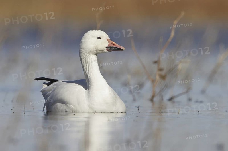 Snow Goose (Anser caerulescens), New Mexico, USA