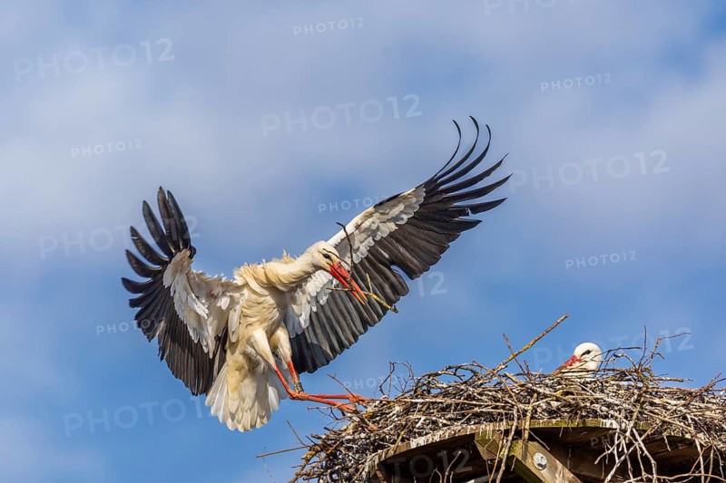 White stork (Ciconia ciconia), landing on the nest with nesting material in its beak, Affenberg, Salem, Lake Constance region, Baden-Württemberg, Germany