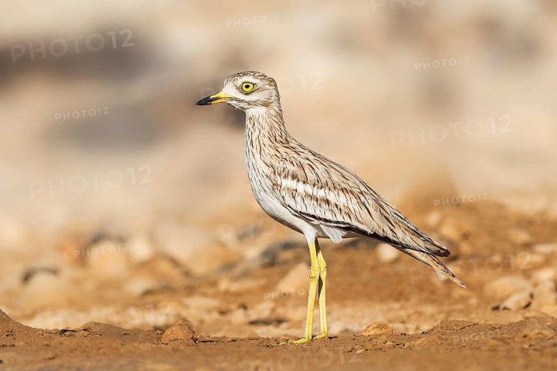 Eurasian Stone-curlew (Burhinus oedicnemus), Negev, Israel