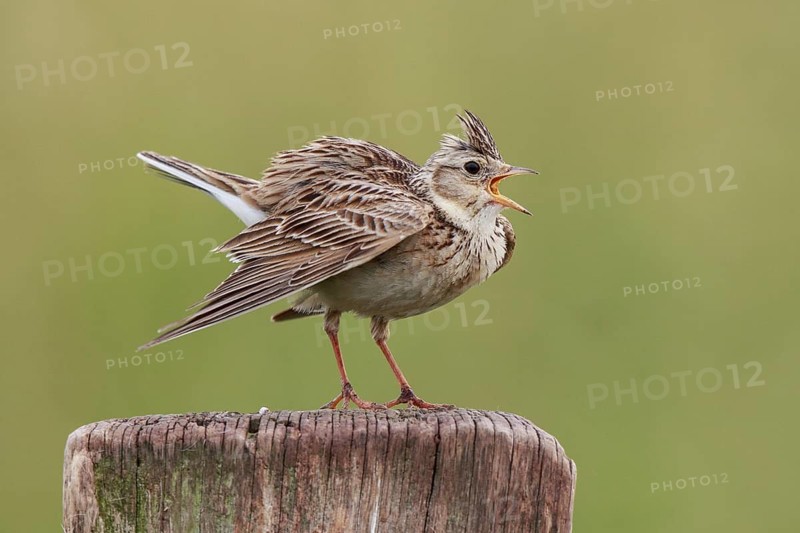 Eurasian Skylark (Alauda arvensis) singing from pale, North Rhine-Westphalia, Germany