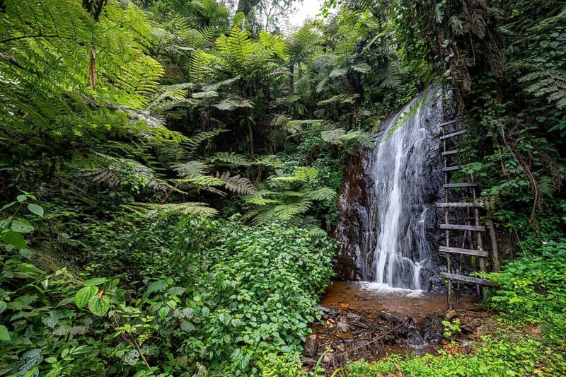 Waterfall in rainforest with tree ferns, Rushaga, Bwindi Impenetrable Forest, Uganda
