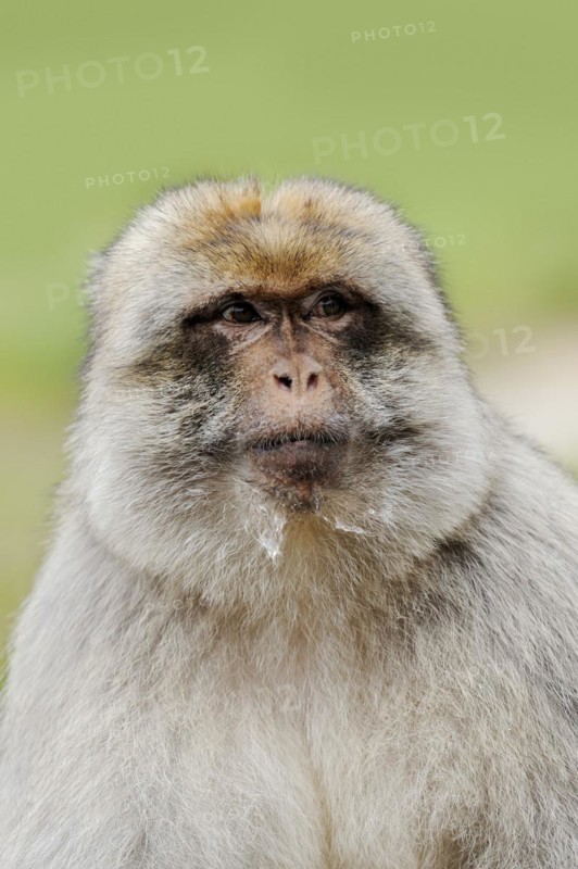 Barbary macaque (Macaca sylvanus), male, portrait, captive, occurring in Morocco, Algeria and Gibraltar