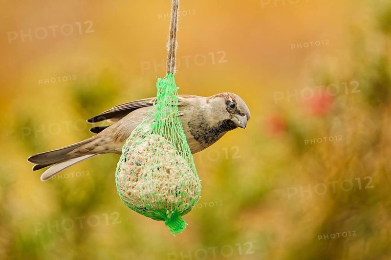 Male house sparrow (Passer domesticus) feeding on a hanging suet ball at a garden bird feeder, warm autumn background with soft natural bokeh, Germany