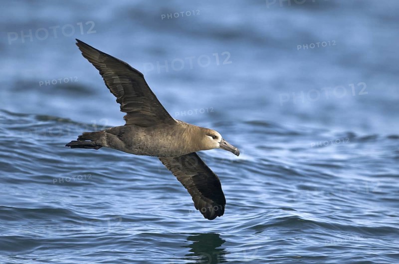 Black-footed Albatross (Phoebastria nigripes)