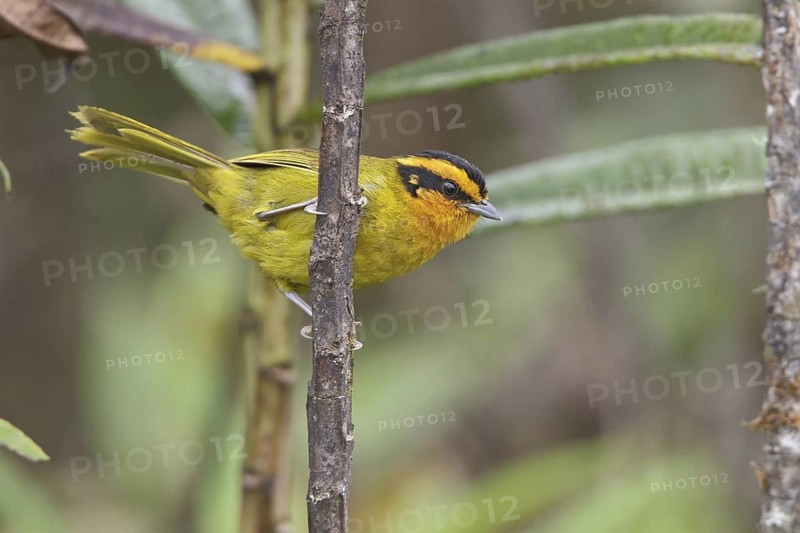 Orange-browed Hemispingus (Hemispingus calophrys) perched on a branch in Bolivia, South America