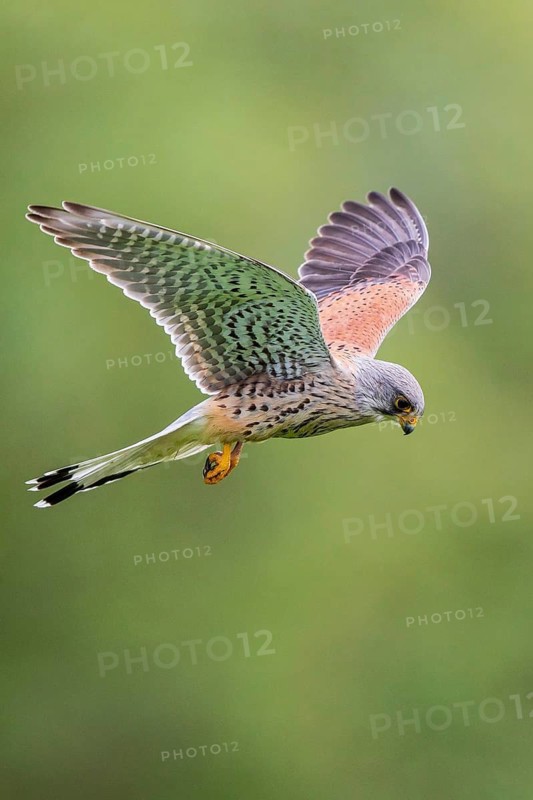 Common Kestrel (Falco tinnunculus) male flying, Baden-Wuerttemberg, Germany