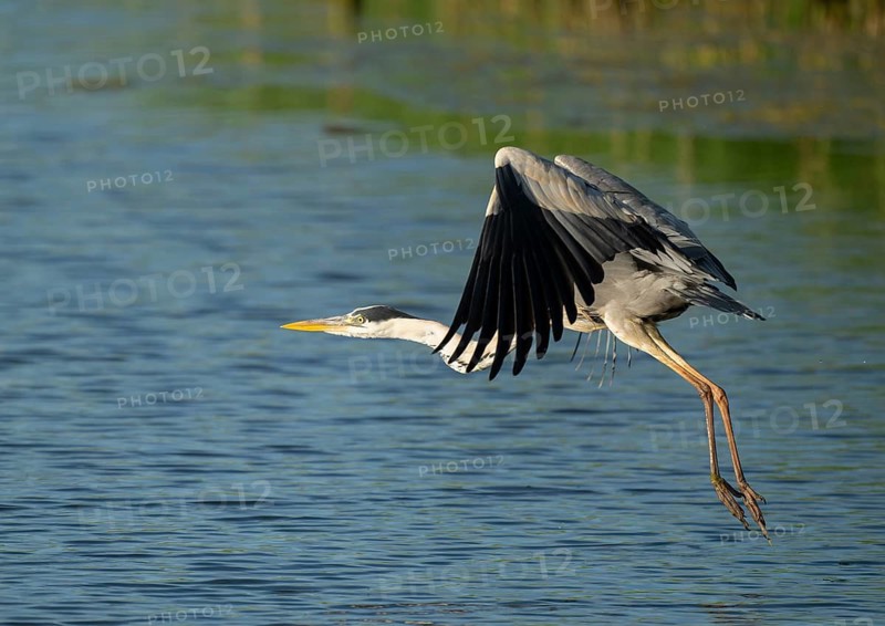 Grey heron (Ardea cinerea) flying over a lake, blue water, Lower Saxony, Germany