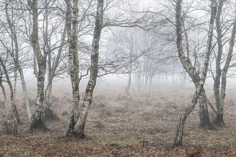Birches (Betula pendula) in the fog in the moor, Emsland, Lower Saxony, Germany