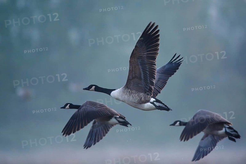 Canada Goose, Branta Canadensis, birds in flight over marshes, Devon, England, United Kingdom