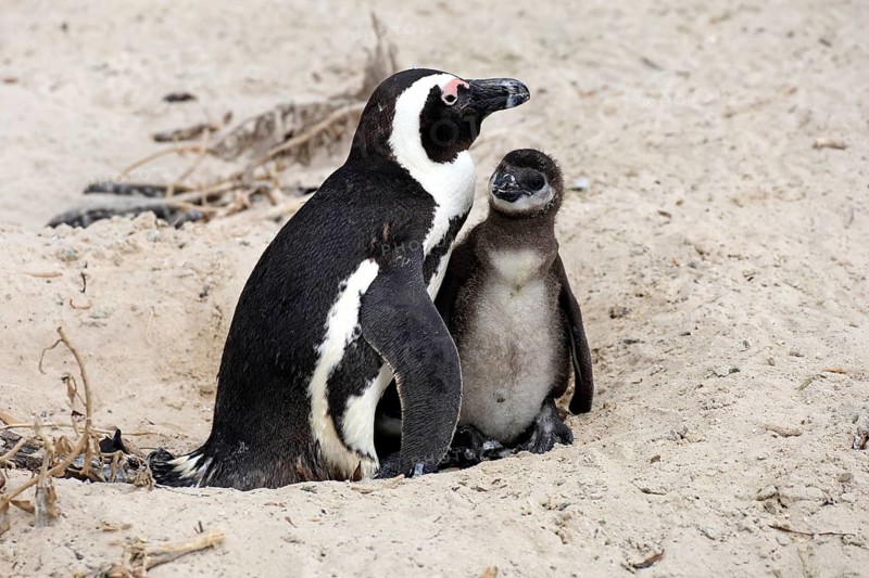 African penguin (Spheniscus demersus), adult, juvenile, chick, nest, beach, Boulders Beach, Simonstown, Western Cape, South Africa, Africa, Germany