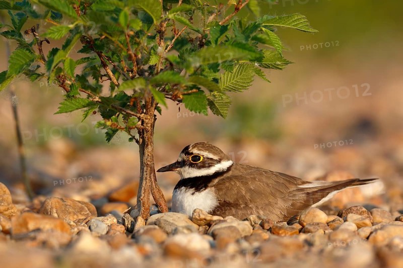Little Ringed Plover (Charadrius dubius) on nest, Saxony-Anhalt, Germany