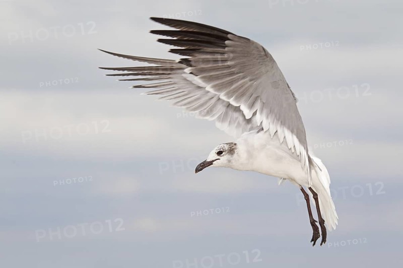Laughing Gull (Leucophaeus atricilla) flying, Florida, USA