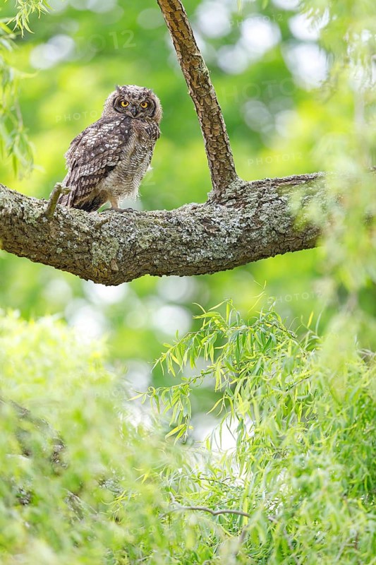 Spotted eagle-owl (Bubo africanus), Grand-duc africain, Wakkerstrom surroundings, Wakkerstrom, Mpumalanga, South Africa