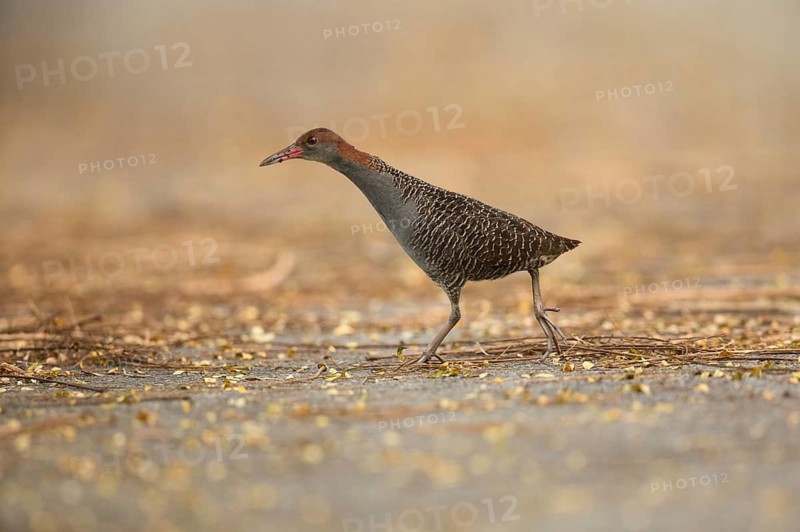 Slaty-breasted Wood Rail (Aramides saracura), Pahang, Malaysia