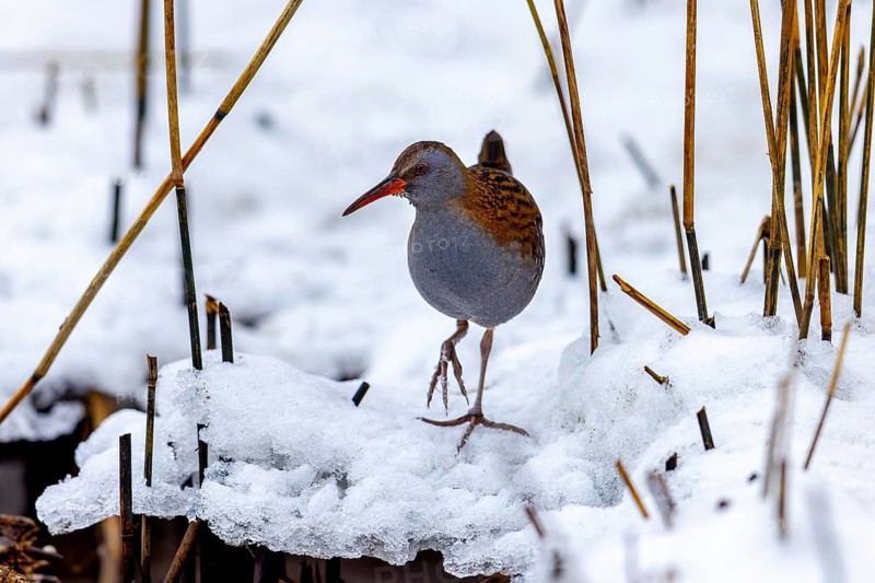 European water rail (Rallus aquaticus) adult foraging along snow covered pond shore at marshland in winter