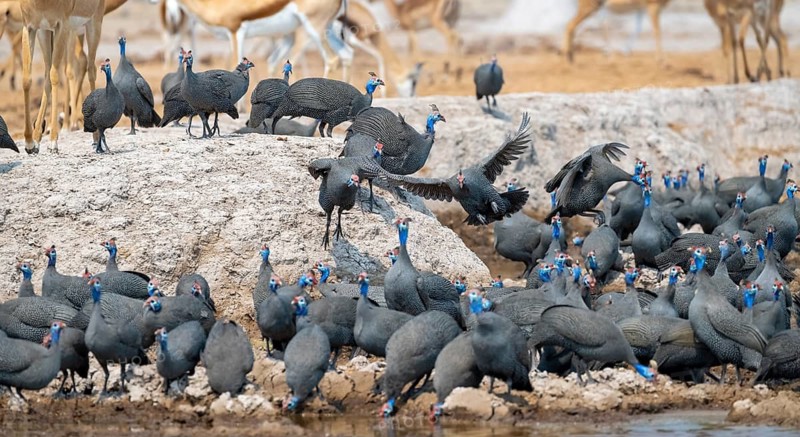 Helmeted guinea fowl (Numida meleagris), flock at the waterhole, Nxai Pan National Park, Botswana