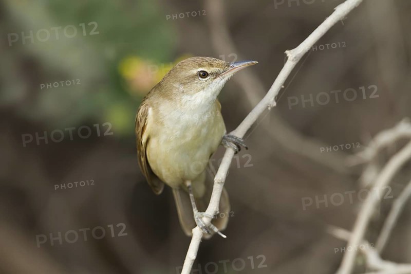 Clamorous Reed Warbler (Acrocephalus stentoreus brunnescens), Oman