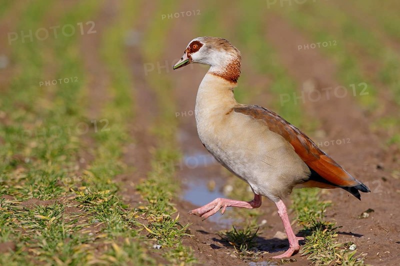 Egyptian Goose (Alopochen aegyptiaca), North Rhine-Westphalia, Germany