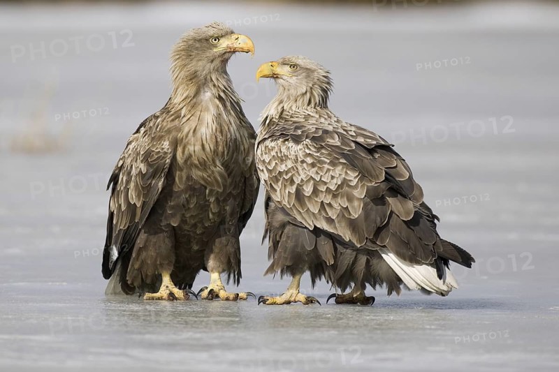 White-tailed Eagle (Haliaeetus albicilla), Mecklenburg-Western Pomerania, Germany