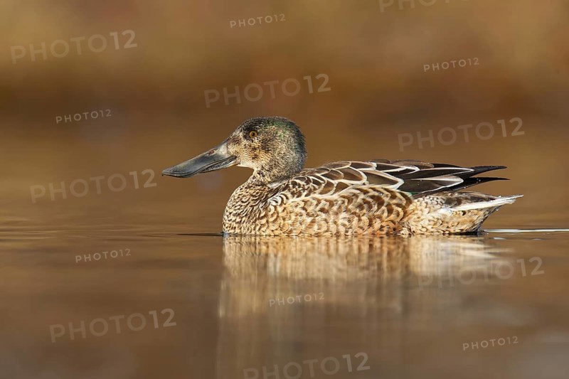 Northern Shoveler (Spatula clypeata) male, British Columbia, Canada