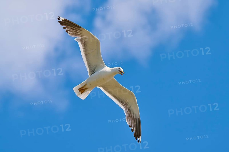 A gull sails high in the air with a cloud decoration in the background, Great Black-backed Gull (Larus marinus), Seahouses, Inner Farne, Farne Islands, Northumberland, England, Great Britain