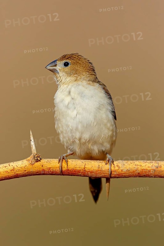 African silverbill, silver beak, silver pheasant, trusting bird, ornamental bird in Europe, family of finches, (Euodice), (Lonchura cantans), perching site, Ayn Tobroq and Ayn Athum junction, Salalah, Dhofar, Oman