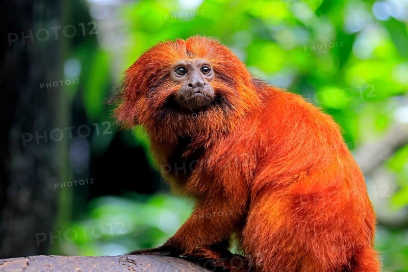 Golden lion tamarin (Leontopithecus rosalia), adult, on tree, alert, Brazil, South America