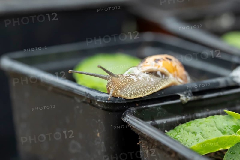 Garden snail (Cornu aspersum) adult gastropod molluscs on a garden plant pot in summer, England, United Kingdom
