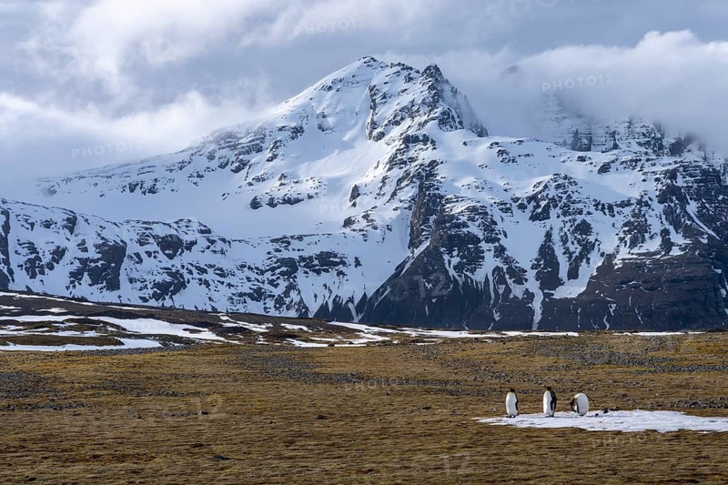 King penguins (Aptenodytes patagonicus), three animals on snow patch in tundra landscape in front of snow-covered mountain range in clouds, Salisbury Plain, South Georgia