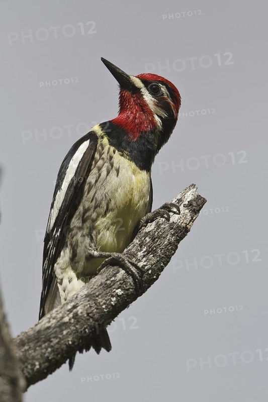 Red-naped Sapsucker (Sphyrapicus nuchalis) male, Alberta, Canada