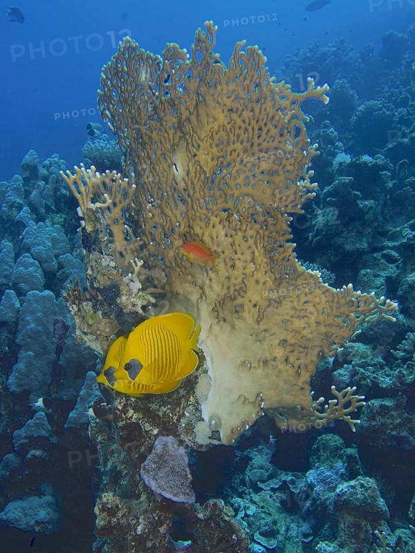 Maskarill masked butterflyfish (Chaetodon semilarvatus)