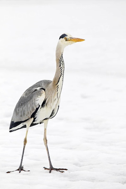 Grey Heron (Ardea cinerea), Berlin, Germany