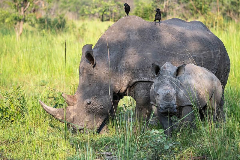 Southern white rhino (Ceratotherium simum simum) with juvenile, Ziwa Rhino Sanctuary, Uganda