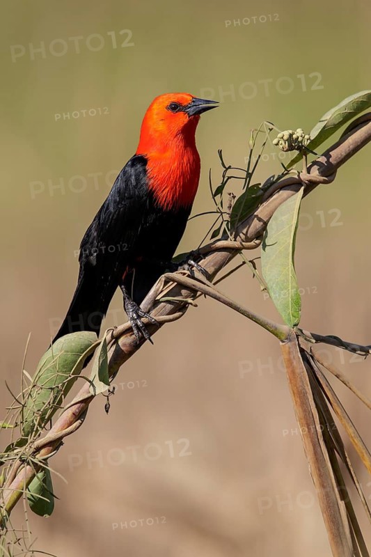 Scarlet-headed Blackbird (Amblyramphus holosericeus) perched on a branch in the Pantanal region of Brazil