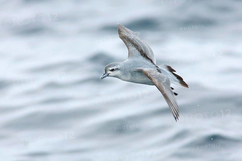 Fairy Prion (Pachyptila turtur) flying, Victoria, Australia