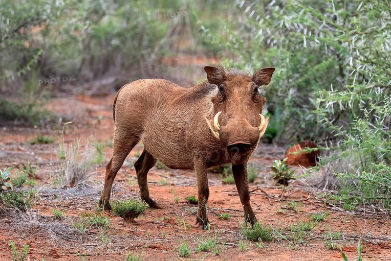 Warthog (Phacochoerus africanus), adult, foraging, vigilant, Mokala National Park, Northern Cape, South Africa