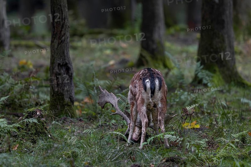 A fallow deer (Dama dama) forking the forest floor with its antlers, autumn, rut, fallow deer rut, October, Germany
