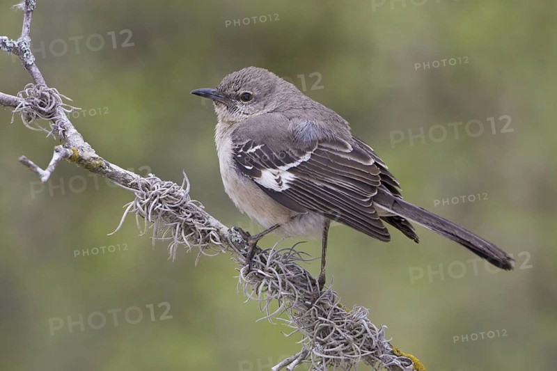 Northern Mockingbird (Mimus polyglottos), Texas, USA
