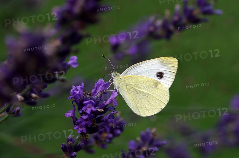 Karst white butterfly (Pieris mannii), closed wings, Common lavender (Lavandula angustifolia), garden, close-up, pretty, The butterfly sucks nectar from the flowers