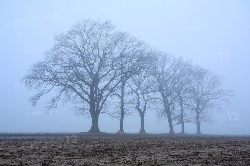 Autumnal and melancholy tree silhouette in fog, Aschen, Lower Saxony, Germany