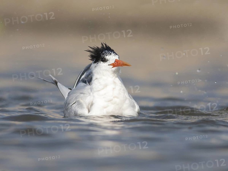 Elegant Tern (Thalasseus elegans) bathing, California, USA