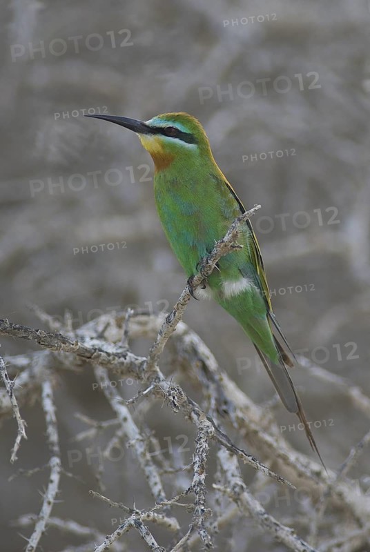 Blue-cheeked Bee-eater (Merops persicus), Oman