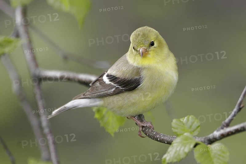 American Goldfinch (Spinus tristis) female perched on a branch, Maine, USA