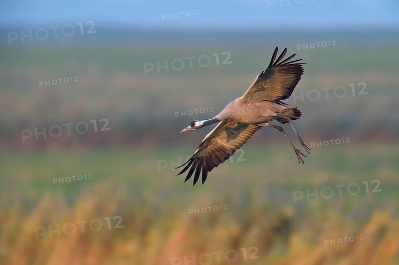 Common Crane (Grus grus) flying, Mecklenburg-Western Pomerania, Germany