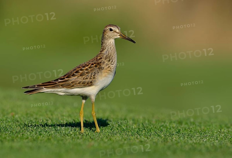 Pectoral Sandpiper (Calidris melanotos), British Columbia, Canada